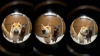 Dogs Hilariously Ring Doorbell To Get Inside Home [upl. by Araccat]