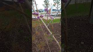 Callicarpa dichotomaPurple beauty berry [upl. by Yecnahc]