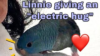 Linnie Displaying “electric hug” Lineolated Parakeet Behavior [upl. by Halla]