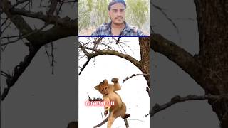 Tiger lion ke bacche mara🥱🦁 sorts tigerlion youtubeshorts ytshortsvideo animals shortvideo [upl. by Dnomad]