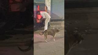 Please help dogs Medicine deya hai dog doglover funny love pets dogslove animals [upl. by Solis]