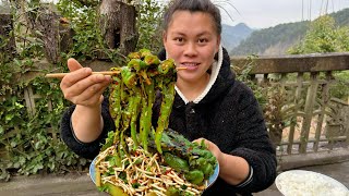 今天用一盆折耳根和辣椒做成凉拌吃个够 Eating Houttuynia cordata and chili peppers today [upl. by Ademla]