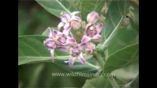 Calotropis procera or Akra flowering in Agra India [upl. by Weingartner]