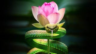 Inner Worlds Outer Worlds  Part 3  The Serpent and the Lotus [upl. by Efar]