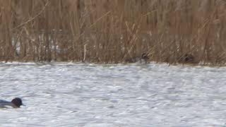 Garganey wintering male moulted to summer Plumage Pit 60 Standlake Oxon 20200303 130537 [upl. by Chicoine]