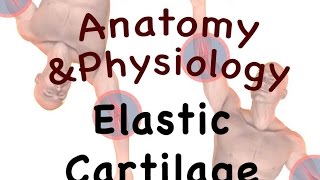 Joints and Articulations  Elastic Cartilage 0804 [upl. by Aneekal576]