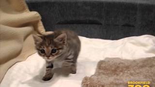 Black footed Cat Kittens [upl. by Maisel]