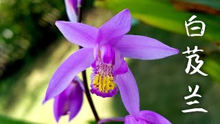 中国地生兰－白芨兰 Bletilla striata [upl. by Cathey881]