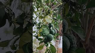 Kaffir lime banuammachigarden [upl. by Nogras]