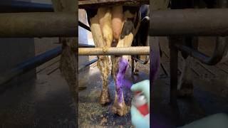 🐮 Calf Care 101 Milk Feeding amp Purple Spray for Disinfection 💜 [upl. by Fenn]