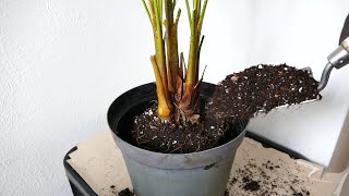 Repotting An Areca Palm [upl. by Aimek]