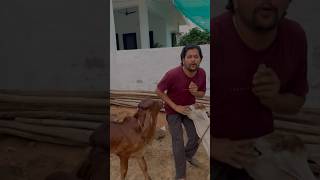 Bolero ne system fail kar diya😂😂😂 baawalechoreshorts youtubeshorts ytshorts cowsshorts [upl. by Eidnas]