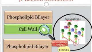 Basic Bacteriology 1 [upl. by Adamsen18]