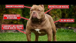 WARNING some upsetting scenes at the end Understanding the Ban on American Bully XL dogs in the UK [upl. by Nytsirk]