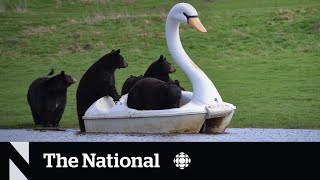 TheMoment some black bears took a joyride on a swan pedal boat [upl. by Dloreh799]