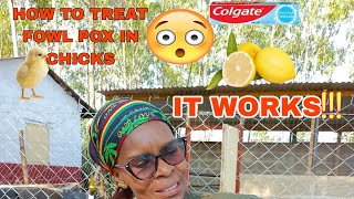 HOW TO TREAT FOWL POX IN CHICKS🐤 LOCALLYQUEEN FAMER NOW AN EXPERT 😇poltry trendingvideo [upl. by Haneehs]