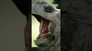 10 Longest Living Animals top10top10animals youtubeshortsshortsfeedanimalsgianttortoise [upl. by Blau]