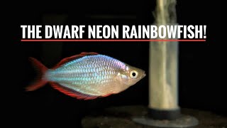 MORE NEW FISH  Praecox Rainbowfish [upl. by Irving]