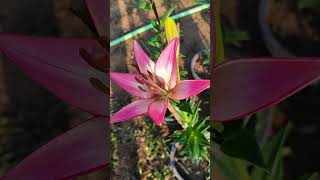 Lilium Plant Tips for Beginners 🌼  Easy Gardening Hack Lilium Flowering Plant Guide in 1 Minute 🌷 [upl. by Hanway]