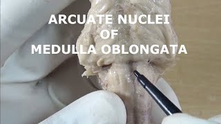 ARCUATE NUCLEI [upl. by Blane]