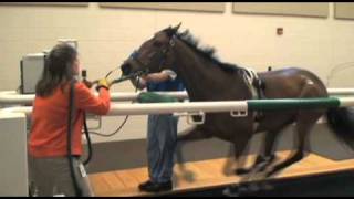 Performing Treadmill Endoscopy at Rood amp Riddle Equine Hospital [upl. by Gee806]