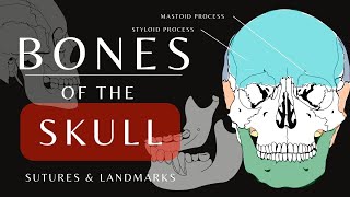 Bones of the Skull  The Mandible Cranial and Facial Bones  Anatomy and Physiology shorts [upl. by Bekki]