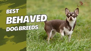 The Top 10 BestBehaved Dog Breeds You Need to Know [upl. by Ymmij]