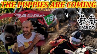 THE PUPPIES ARE COMING I raced and got a medal Gas Gas MC 450 [upl. by Faythe]