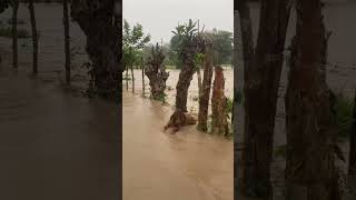 Emergencia en Olanchito Yoro Honduras 🇭🇳 [upl. by Ametaf]