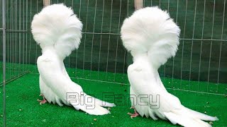 Jacobin Pigeons Chinese nasal tuft pigeons  fancy pigeon farm  Best fancy pigeon breeds [upl. by Raynell541]