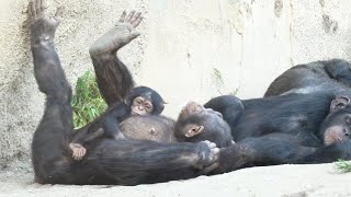 Chimpanzee Schimpansen Baby Cute Monkeys [upl. by Nilauqcaj]