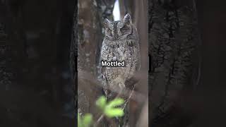 The Mottled Owl [upl. by Idyak]