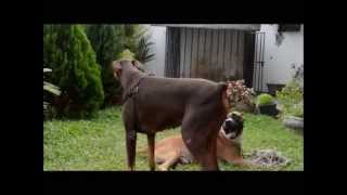 Rottweiler vs Pit Bull vs Doberman  Qual o melhor cão [upl. by Edorej]