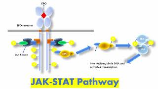 JAK STAT Signaling Pathway  Janus Kinase STAT Pathway Simple Explanation [upl. by Ariak566]