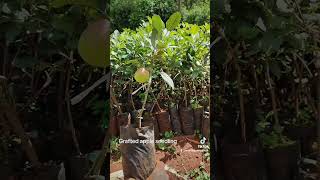 QUALITY GRAFTED APPLE SEEDLING500 [upl. by Jorie]