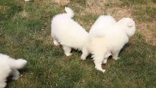 Samoyed Puppies For Sale [upl. by Weiler]