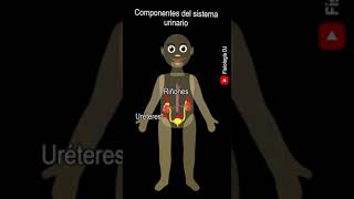 Aparatos y sistemas del cuerpo humano  Componentes del sistema urinario  Cuerpo humano [upl. by Yvonne]