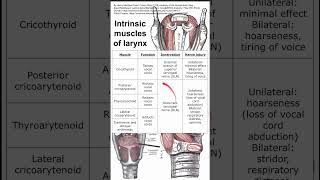 Intrinsic muscles of larynx [upl. by Arev]