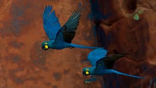 Beautiful Lear Macaws From Wild [upl. by Haissi727]