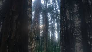 Pine forest at vagamon Kerala [upl. by Einaej]