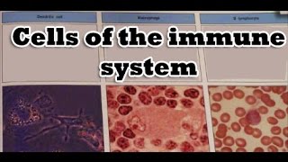 Cells of the immune system [upl. by Gorrono]