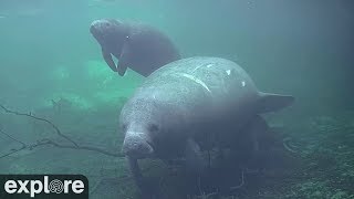 Underwater Manatee Cam At Homosassa Springs  Fall in love with the beloved sea cows  exploreorg [upl. by Sebastian]