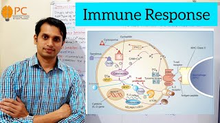 Immunosuppressant Drugs Part 1 Immune Responses and Mode of Action of Immunosuppressant drugs [upl. by Adamina781]