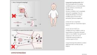 Hypothyreoïdie te trage schildklier [upl. by Omland]