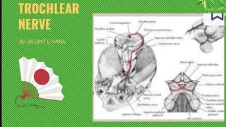 Trochlear nerve 4th cranial nerve  head and neck gross anatomy [upl. by Enoryt295]