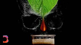 The Growing Toll of Americas Booming Kratom Industry [upl. by Eiliab759]