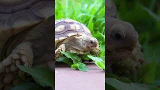 🐢 SONIDOS de TORTUGA  Aprende los SONIDOS de los ANIMALES 17 animales shorts [upl. by Bevan]