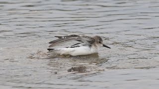 Semipalmated Sandpiper bathes at Red Head Marsh Saint John [upl. by Sema]