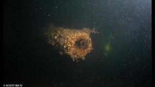 Diving Scapa Flow Oktober 2022  MV Valhalla [upl. by Emelin]