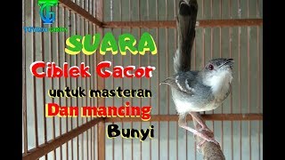 Burung masteran CIBLEK kristal GACOR ngotot berantakan [upl. by Schofield754]